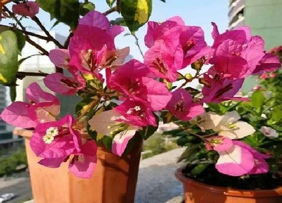 植物常识问题|三角梅怎么养就能开花大半年