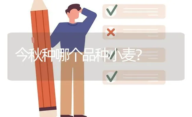 今秋种哪个品种小麦? | 养殖问题解答