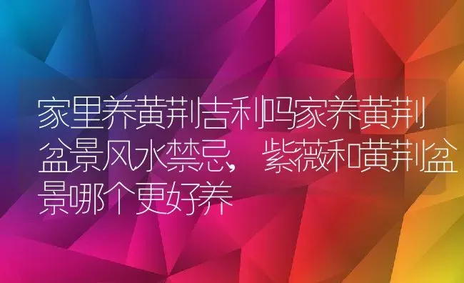 家里养黄荆吉利吗家养黄荆盆景风水禁忌,紫薇和黄荆盆景哪个更好养 | 养殖常见问题