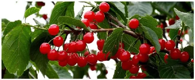 大棚樱桃和露天樱桃的区别 | 三农答疑