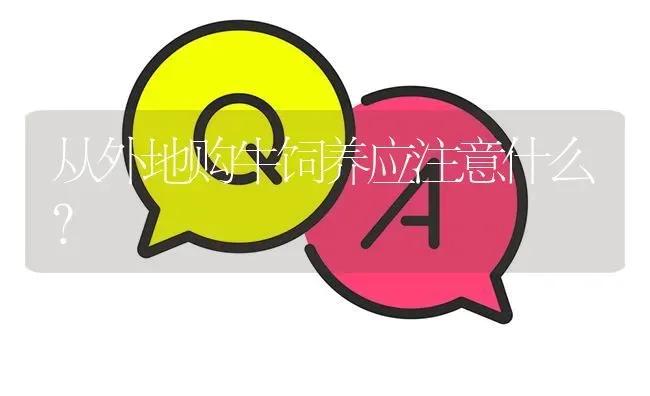从外地购牛饲养应注意什么? | 养殖问题解答