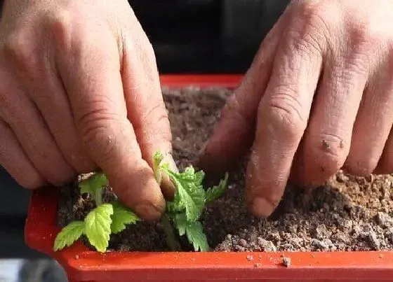 植物常识问题|美女樱的家庭养护要点