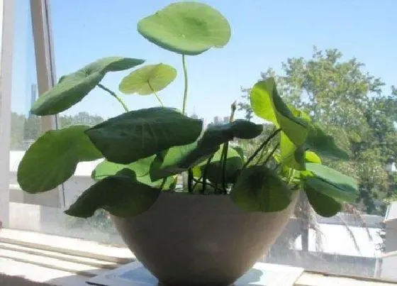 植物常识问题|碗莲生长旺盛却不开花的原因与解决方法