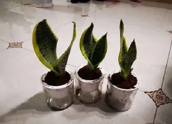 植物常识问题|虎皮兰施什么肥新芽冒不停