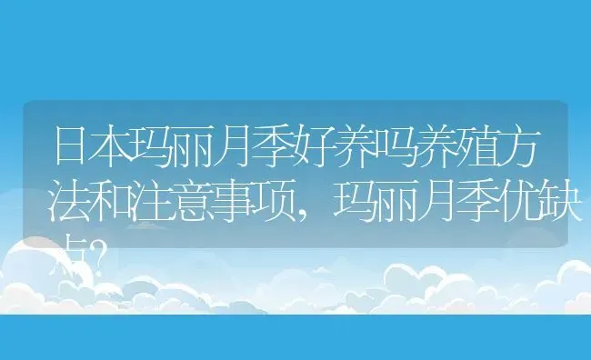 日本玛丽月季好养吗养殖方法和注意事项,玛丽月季优缺点？ | 养殖常见问题