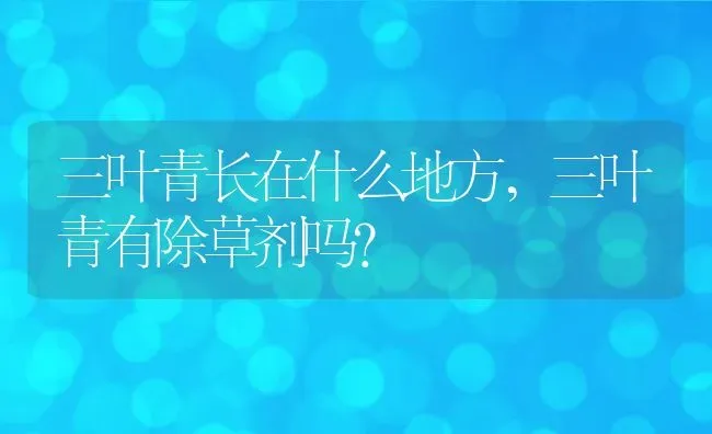 三叶青长在什么地方,三叶青有除草剂吗？ | 养殖常见问题