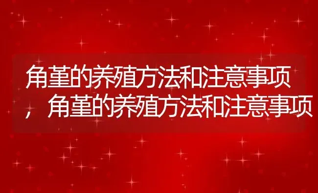 角堇的养殖方法和注意事项,角堇的养殖方法和注意事项 | 养殖常见问题