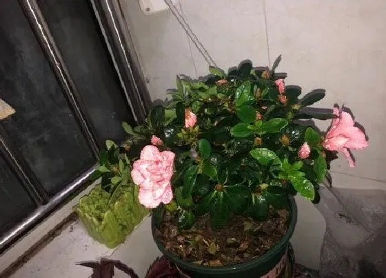 植物常识问题|怎么养护杜鹃花叶片油绿长势旺