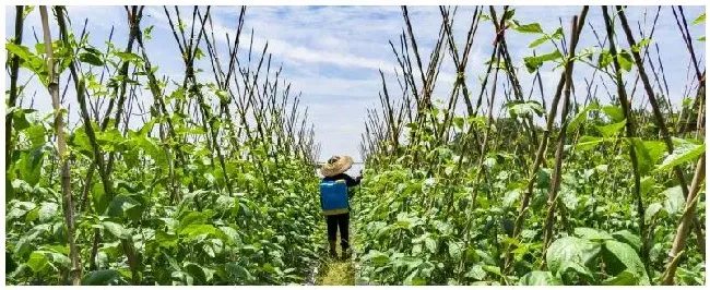 什么能防治木虫 | 农业常识