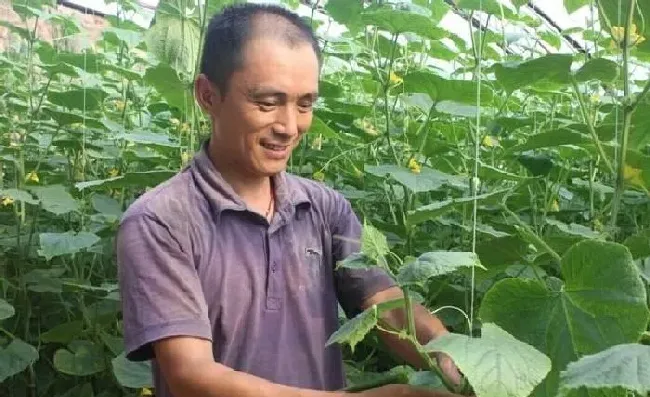 植物常识问题|黄瓜苦味瓜的产生原因及预防措施（造成黄瓜发苦的原因）