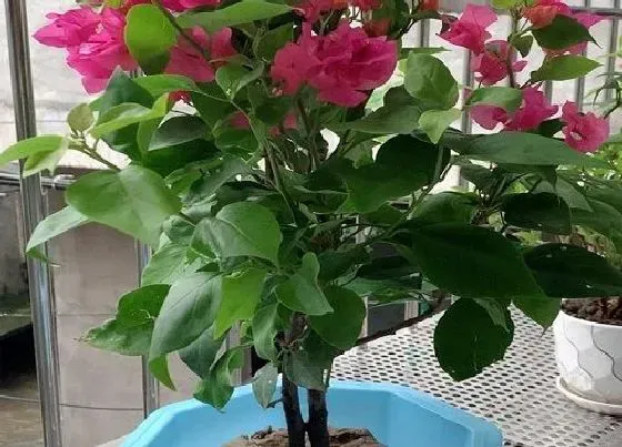 植物常识问题|三角梅催花方法  如何催花花开爆盆
