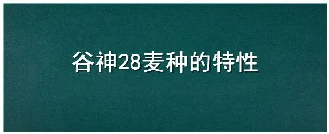 谷神28麦种的特性 | 农业常识