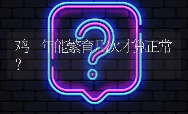 鸡一年能繁育几次才算正常? | 养殖问题解答