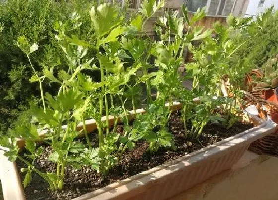 植物常识问题|芹菜什么时候种植最好 种芹菜的方法与步骤