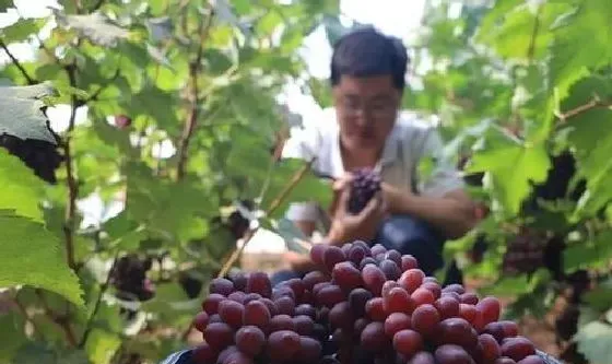 植物常识问题|葡萄补钙后仍然缺钙原因（给葡萄补钙什么钙肥最好）