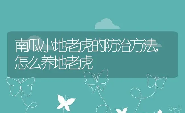 南瓜小地老虎的防治方法,怎么养地老虎 | 养殖常见问题