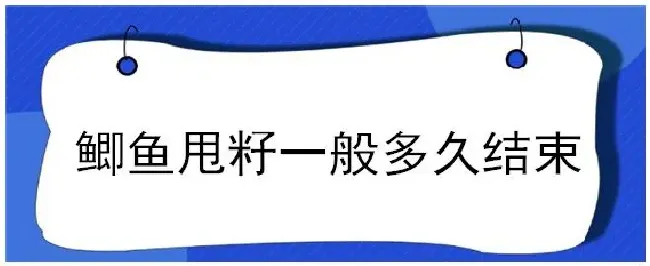 鲫鱼甩籽一般多久结束 | 三农问答