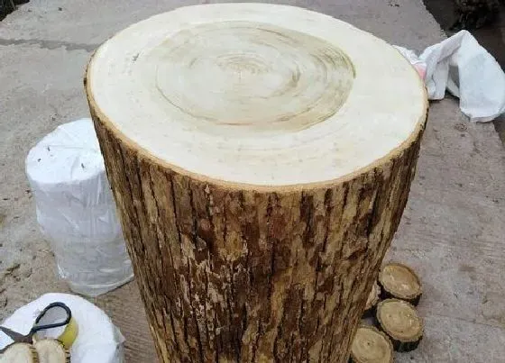 植物常识问题|新鲜木头怎么防止开裂（新木头如何处理不同意开裂）