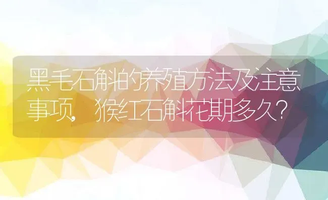 黑毛石斛的养殖方法及注意事项,猴红石斛花期多久？ | 养殖常见问题