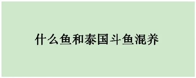 什么鱼和泰国斗鱼混养 | 农业答疑