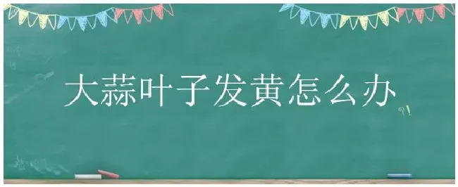 大蒜叶子发黄怎么办 | 三农问答