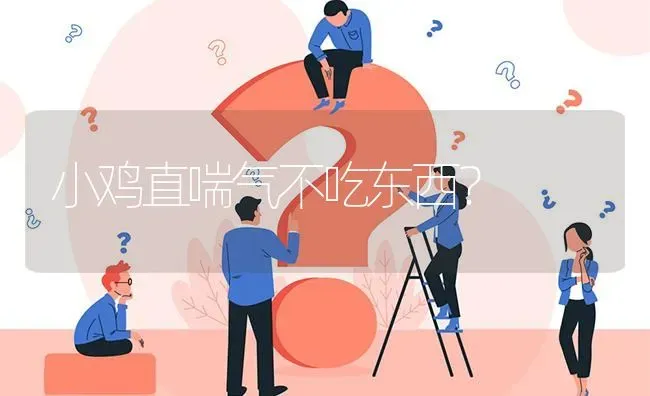 小鸡直喘气不吃东西? | 养殖问题解答