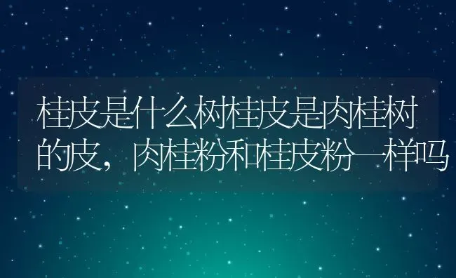 桂皮是什么树桂皮是肉桂树的皮,肉桂粉和桂皮粉一样吗 | 养殖常见问题