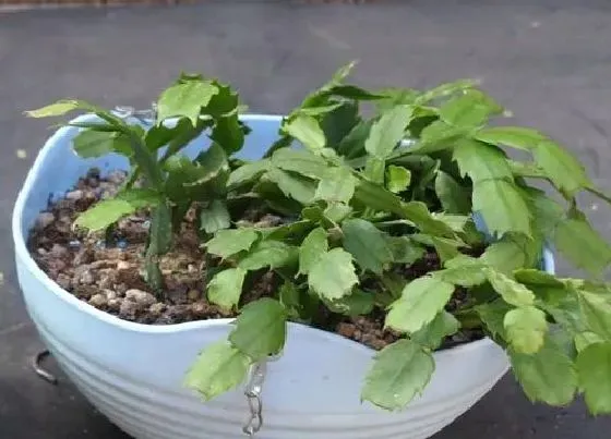 植物常识问题|蟹爪兰夏天养护需注意哪些要点