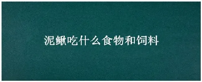 泥鳅吃什么食物和饲料 | 三农答疑