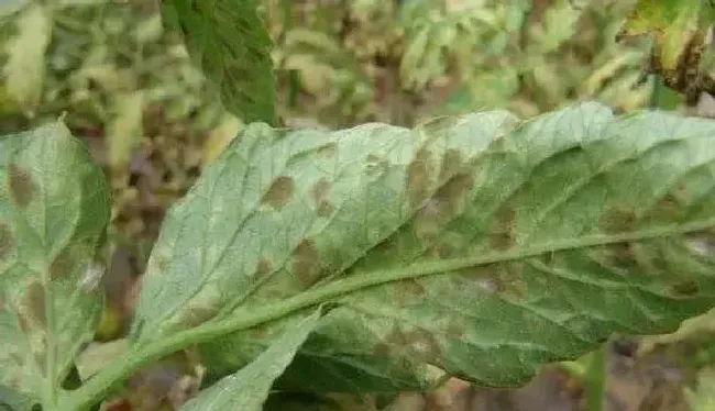 植物常识问题|种蔬菜叶子卷曲变形怎么回事（蔬菜叶片卷边是什么病）