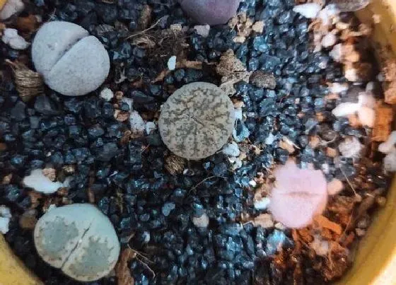 植物常识问题|多肉小苗怎么养都不见长的原因