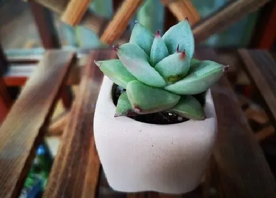 植物常识问题|多肉小苗怎么养都不见长的原因
