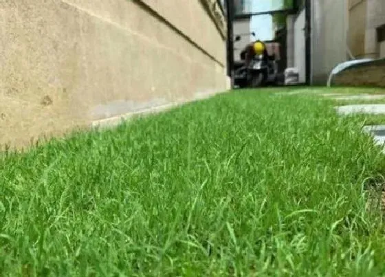 植物常识问题|黑麦草什么时候种最好  黑麦草种子种植时间在几月份