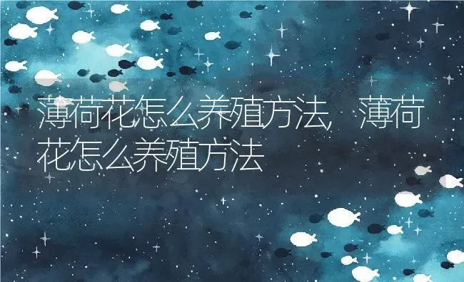 薄荷花怎么养殖方法,薄荷花怎么养殖方法 | 养殖常见问题