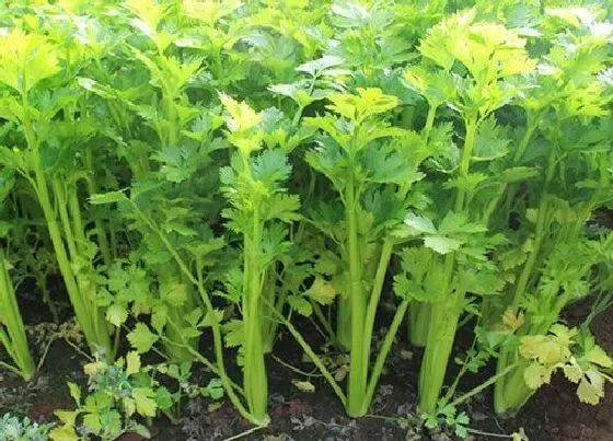 植物常识问题|芹菜什么时候种植最好 种芹菜的方法与步骤