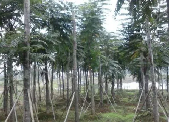 植物常识问题|房前栽什么树风水好 农村房屋种什么树旺风水又招财