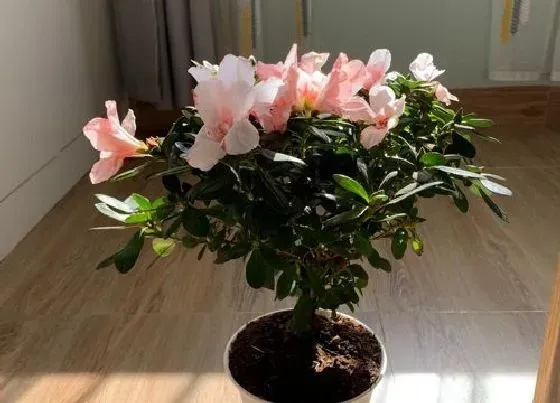 植物常识问题|栀子花如何养护更加健壮