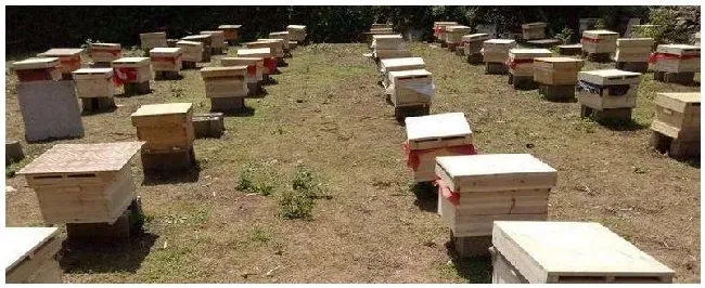 自己养一箱蜜蜂怎么养多久出一批工蜂 | 科普知识