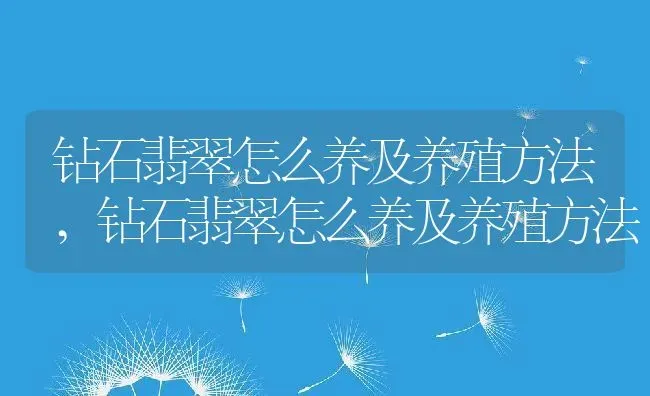 仙人树的养殖方法及养护要点,仙树都有哪些 | 养殖常见问题