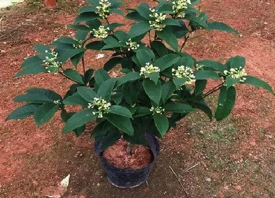 植物常识问题|盆栽桂花什么时候换盆最合适（桂花换盆方法与具体步骤）