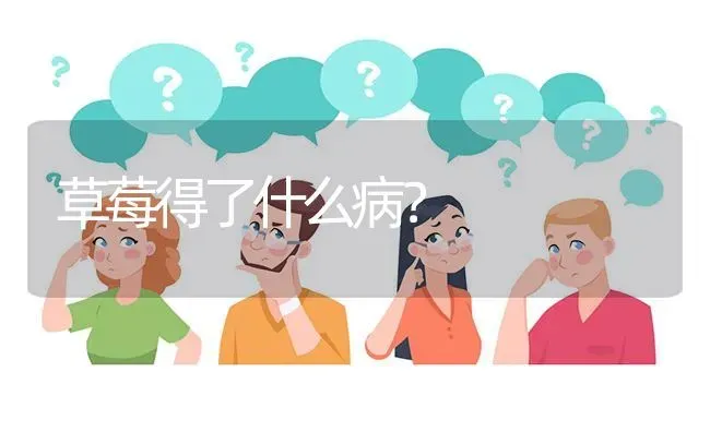 草莓得了什么病? | 养殖问题解答