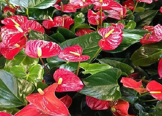 植物常识问题|入秋后如何养红掌花开多多