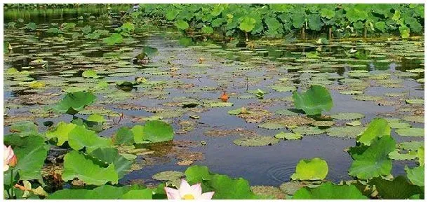 新溪莲子种植基地位置 | 三农问答