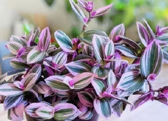 植物常识问题|油画吊兰高温天气如何养护叶片颜色漂亮