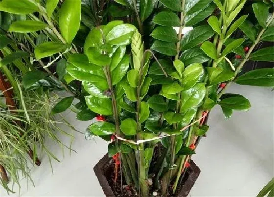 植物常识问题|金钱树四季施肥方法