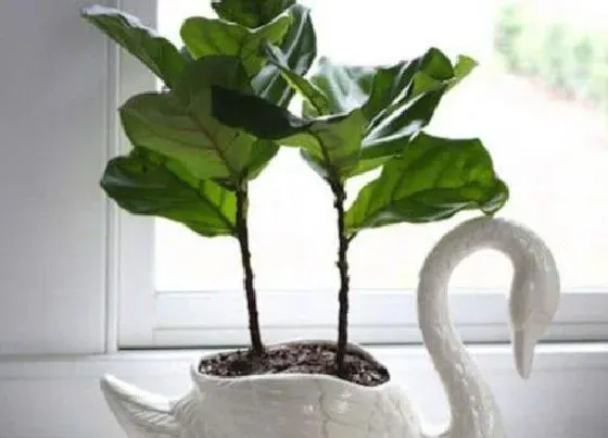 植物常识问题|琴叶榕夏天怎么养护生长旺盛