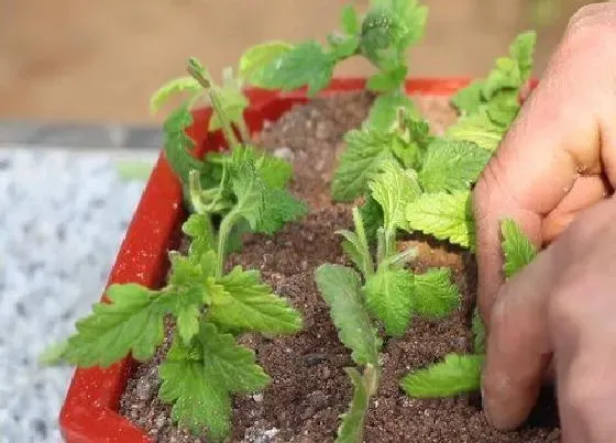 植物常识问题|美女樱的家庭养护要点