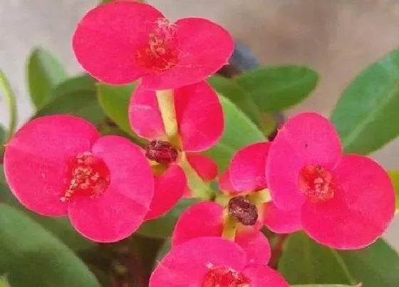 植物常识问题|家庭如何养殖刺梅花开不断