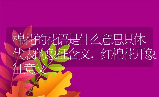 棉花的花语是什么意思具体代表的象征含义,红棉花开象征意义 | 养殖常见问题