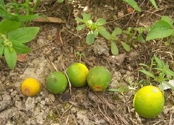 植物常识问题|沃柑种植技术与管理